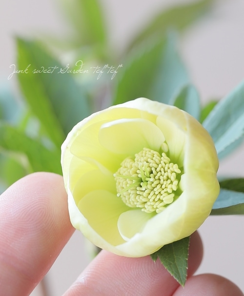 大和園】 クリスマスローズ 『ダブルイエロー』 2025【No.49