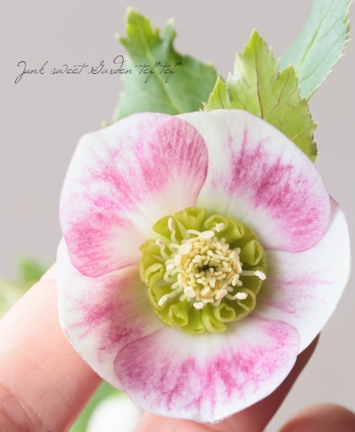 大和園】 クリスマスローズ 『パステリッシュストレイン』 2026【T