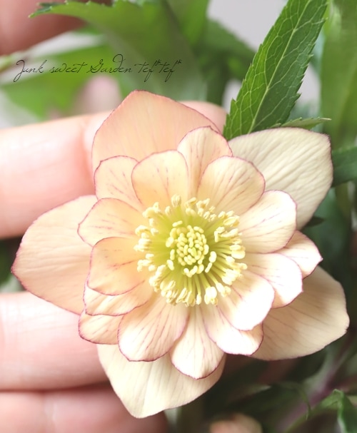 2026【No.29】三浦孝之氏・クリスマスローズ 『アプリコット・アップル