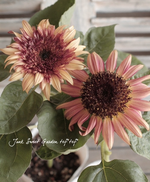 【ひまわり】 ひまわり 中輪の有機種子の販売｜グリーンマーケット