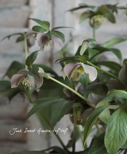 クリスマスローズ　原種プルプラセンス交配 クリスマスローズ<BR>『原種交配プルプラセンス』<BR>6号大鉢