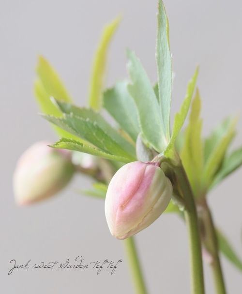 大和園】 クリスマスローズ 『ほんのりピンク・ホワイトセミダブル