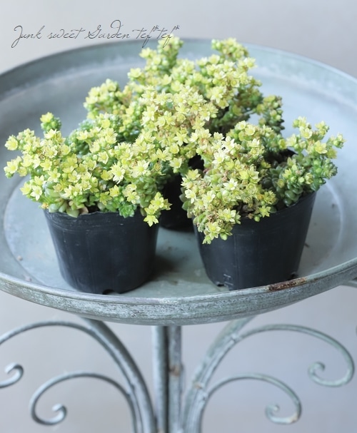 多肉植物】セダム 『リトルジェム』 『リトルゼム』 | すべての商品