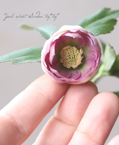 大和園】 クリスマスローズ 『リバーシブルピンクダブルカップ咲き