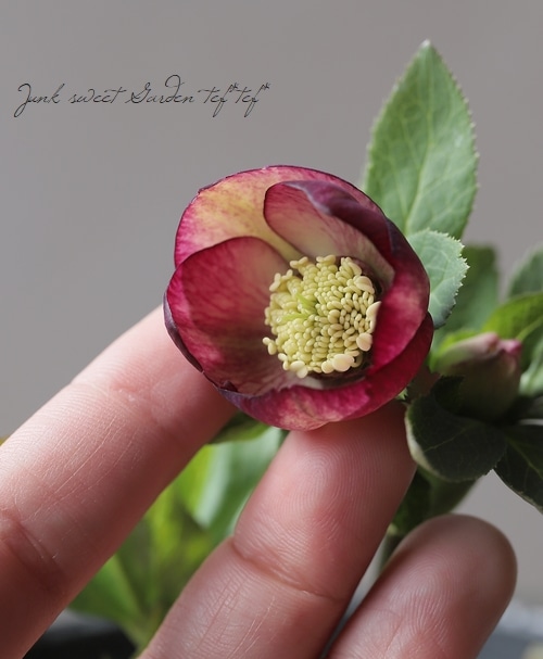 大和園】 クリスマスローズ 『小輪ピコティー (デュメトルム交配