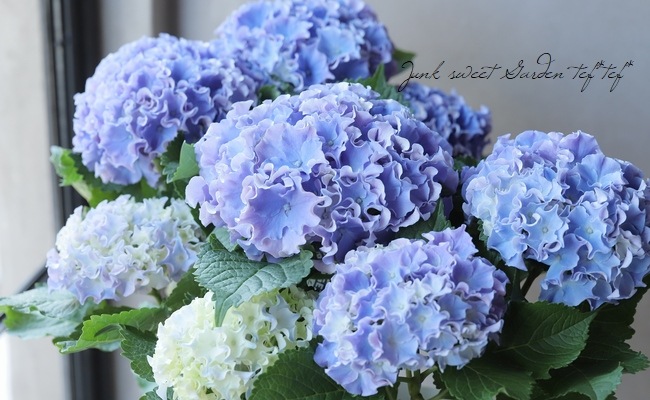 フリンジ紫陽花 サーフィン・サーファー 『シーサイドブルー