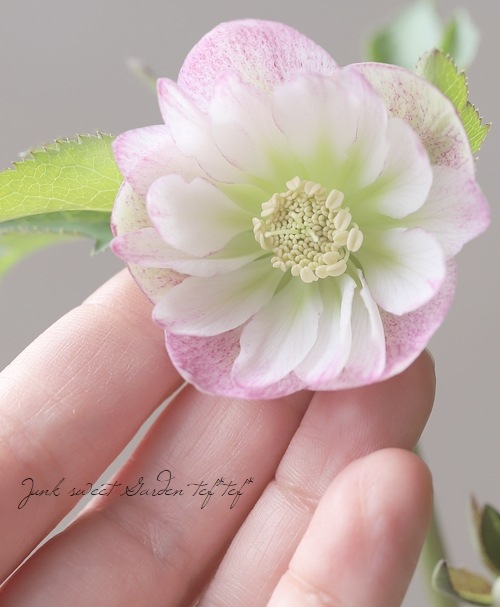 大和園】 クリスマスローズ 『フレックルキス』 2025【No.13