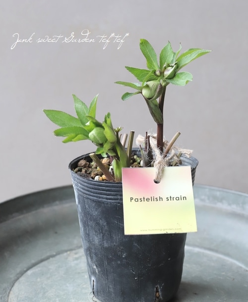 大和園】 クリスマスローズ 『グリーンパステリッシュ』 2024 【No.53