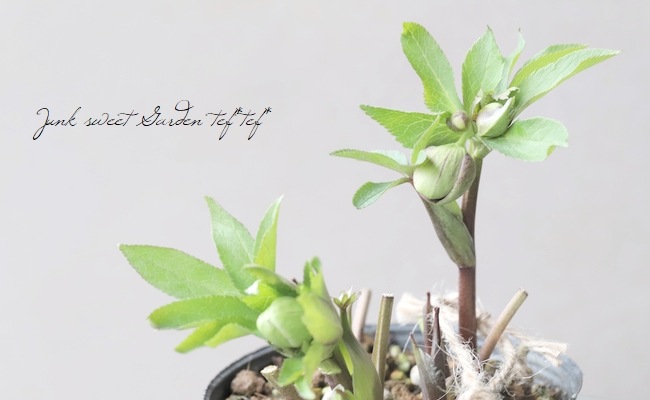 大和園】 クリスマスローズ 『グリーンパステリッシュ』 2024 【No.53