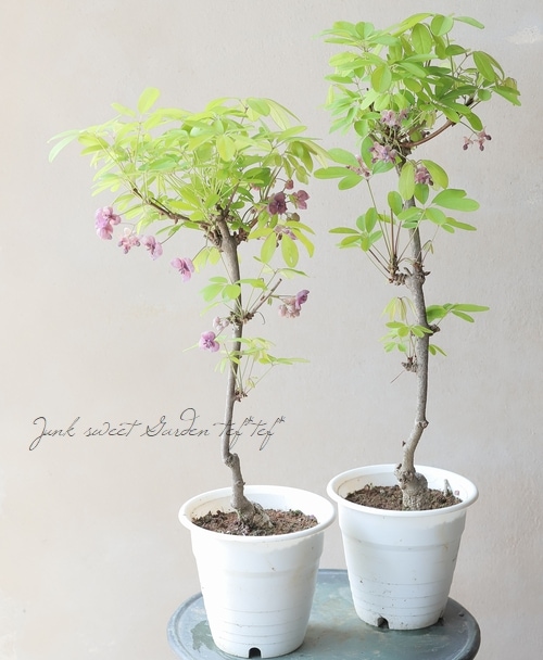 五葉アケビ 足元太いです‼︎ あけび 五葉アケビ 5号ポット苗 : 苗木部