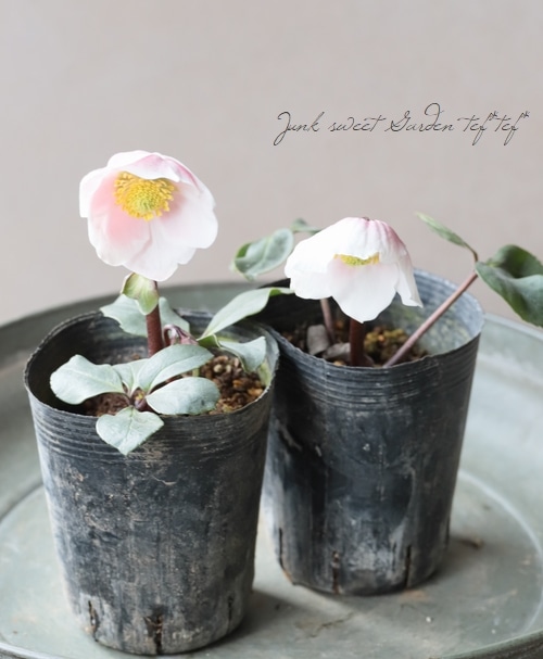 広瀬園芸さん クリスマスローズ 『ピンクニゲル』 | すべての商品