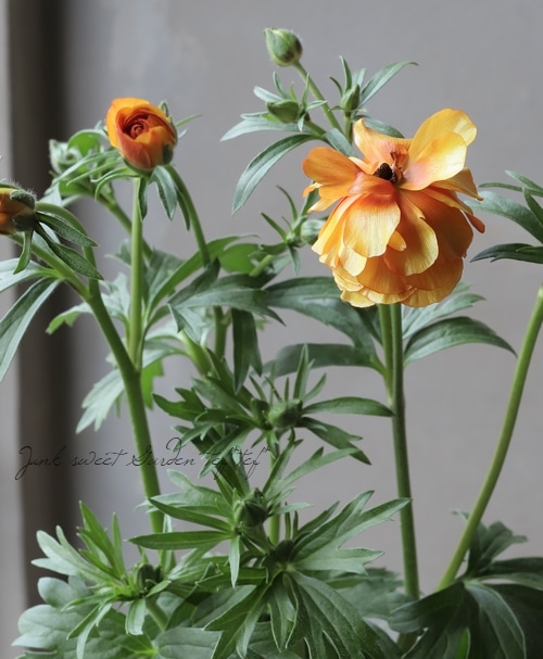 綾園芸さんのラナンキュラス ラックスシリーズ 『ポスポロス