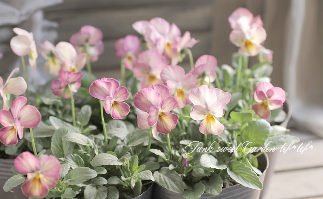 ビオラ・ビビ 『ピンクアンティーク』 ☆斑入り☆ | すべての商品