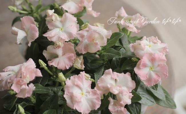 北島園芸オリジナル】 ニチニチソウ 『メルモ』 | すべての商品