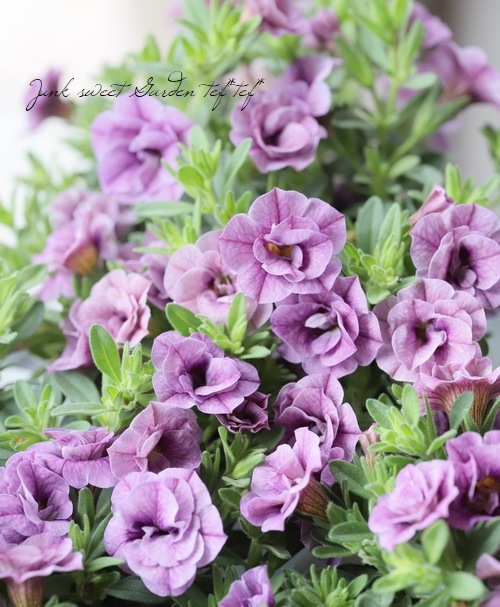 八重咲きカリブラコア 『モーブクチュール』 | すべての商品 | | Junk