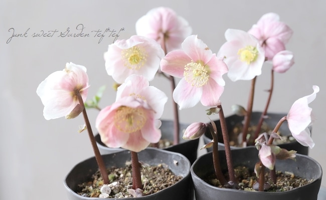 ✭クリスマスローズ:広瀬園芸• 【リバーシブル ピンクベイン オーレア