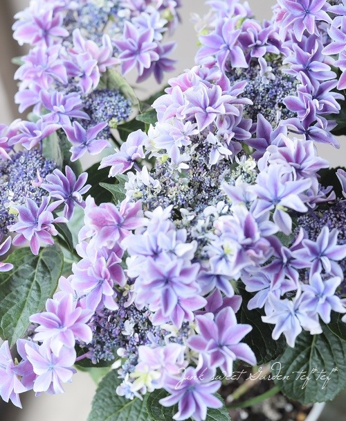 12_000000017585.jpg?1650972538