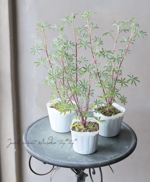 希少！宿根ルピナス 『シルバーフリース』 | すべての商品 | | Junk