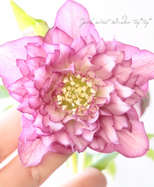 下原園芸・クリスマスローズ 『超多弁ダブル』 2026【No.23】 | 花苗