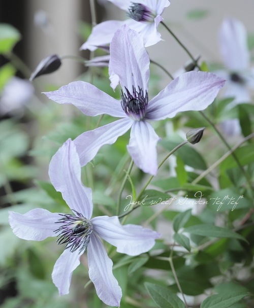 クレマチス・インテグリフォリア系 『流星』 | すべての商品 | | Junk