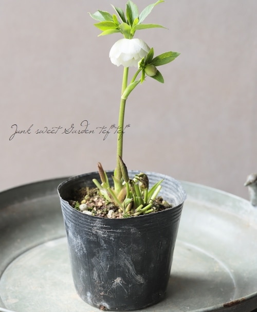 大和園】 クリスマスローズ 『ホワイトダブルカップ咲き』 2026【R