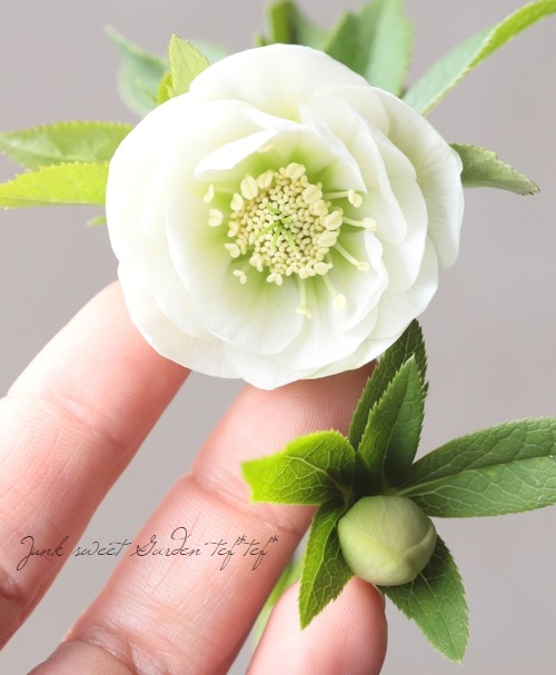 大和園】 クリスマスローズ 『ホワイトダブルカップ咲き』 2026【R