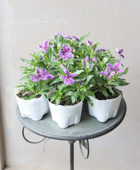 北島園芸オリジナル】 レア！ニチニチソウ 『流星』 | すべての商品