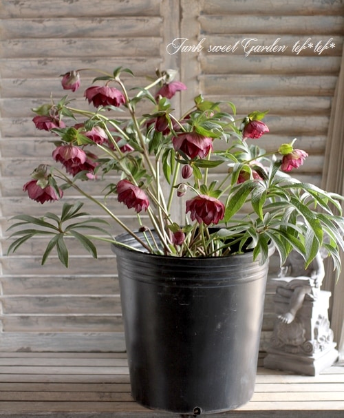 ローズ様 i>Helleborus</i><BR><BR>クリスマスローズ・開花株！<BR>『ダブル咲き