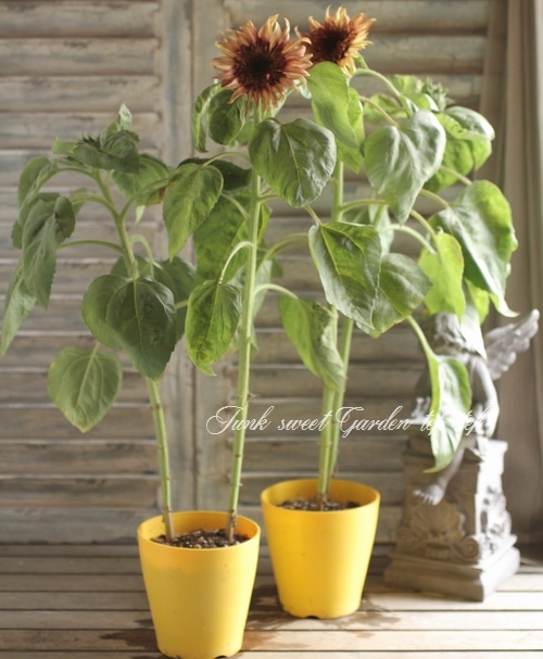 ひまわり i>Helianthus annuus</i><BR><BR>アンティークカラー<BR>夏と言えば