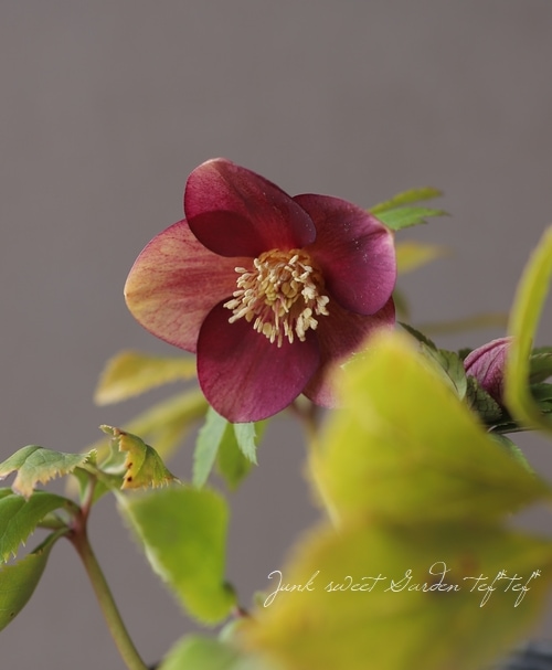 クリスマスローズ 小輪オーレア系 『リバーシブルレッド s』 No.O