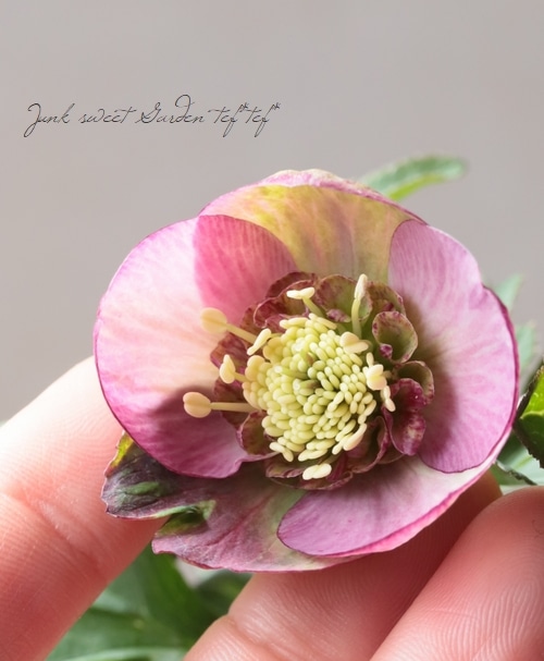 大和園】 クリスマスローズ 『アンティークピンクセミダブル』 2026【P