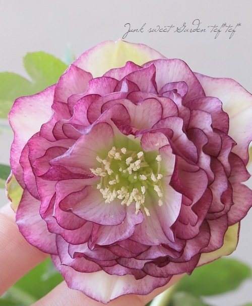 横山園芸・育種生産】 ダブル多弁咲きクリスマスローズ 『プリマドレス