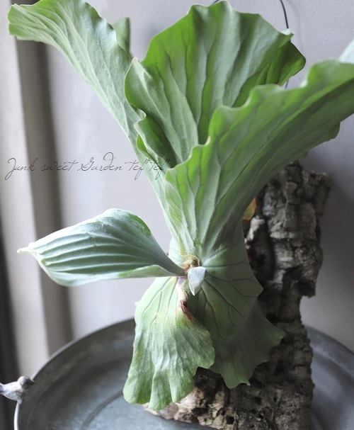 観葉植物】 プラティセリウム 『エレファントティス』 ビカクシダ