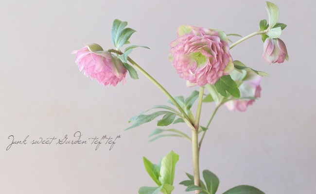 横山園芸・育種生産】 ダブル多弁咲きクリスマスローズ 『プリマドレス