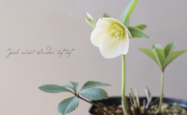 MIYABI様ご依頼品 クリスマスローズ2点 フレグランス プチドール 園芸