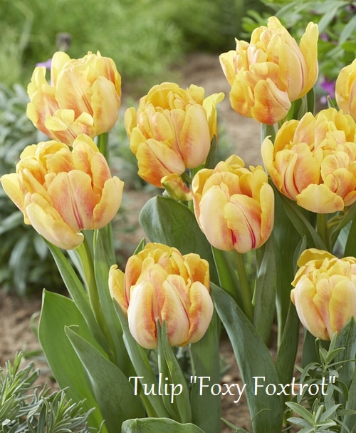 球根】 八重咲きチューリップ 『フォクシーフォックストロット