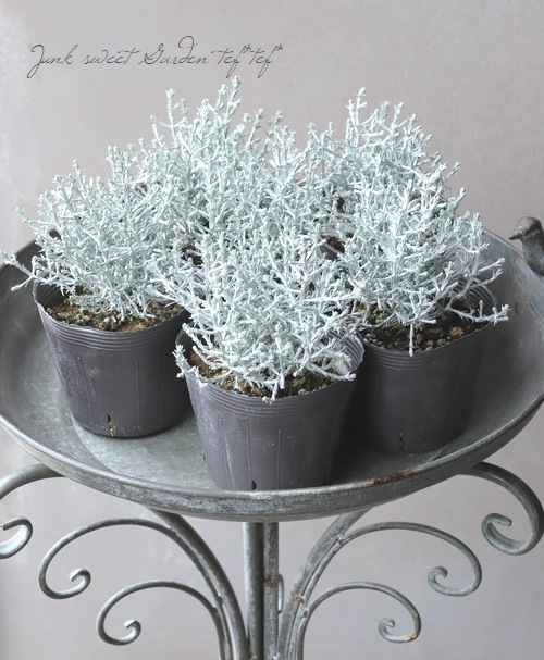 カロケファルス 『シルバーボーイ』 | すべての商品 | | Junk sweet