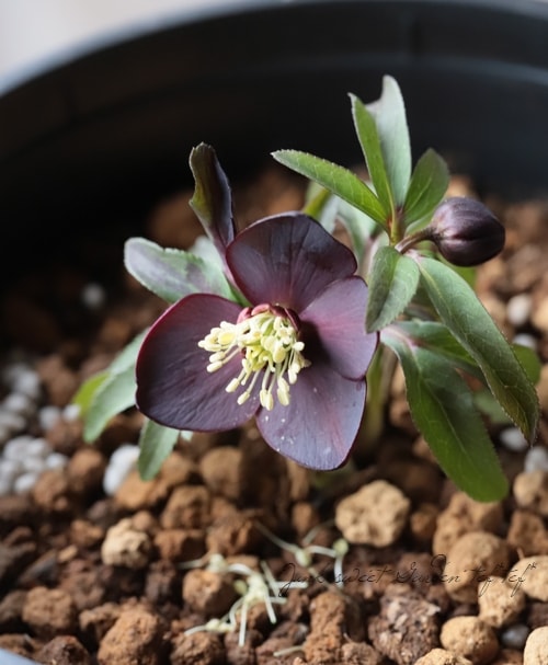 2026【No.26】三浦孝之氏・クリスマスローズ 『原種アトロルベンス選抜