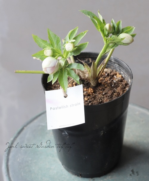 大和園】 クリスマスローズ 『パステリッシュストレイン』 | すべての