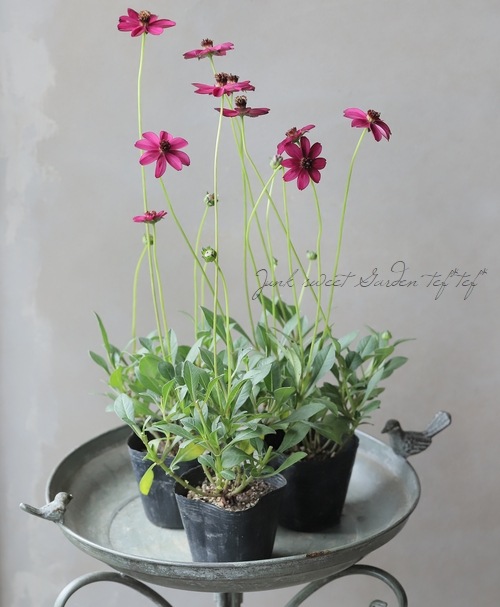 チョコレートコスモス 『チェリーチョコレート』 | すべての商品