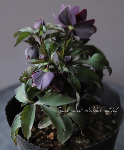 クリスマスローズ 小輪デュメ系 『ダーク dd』 No.L 【大木ナーセリー