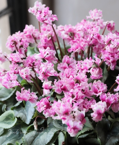 八重咲きシクラメン フェアリーピコ 『プチダブルフリンジ』 No.B