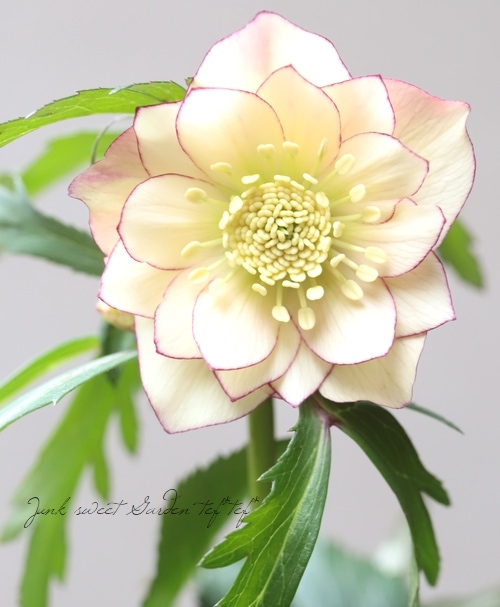 2026【No.27】三浦孝之氏・クリスマスローズ 『イエローアプリコット