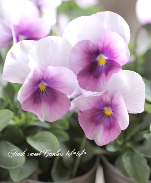 ◇ビオラ ソルベシリーズ 『オーキッドローズビーコン』 | すべての