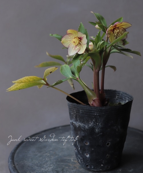 クリスマスローズ 小輪デュメ系 『ゴールドピコティ』 No.D 【大木