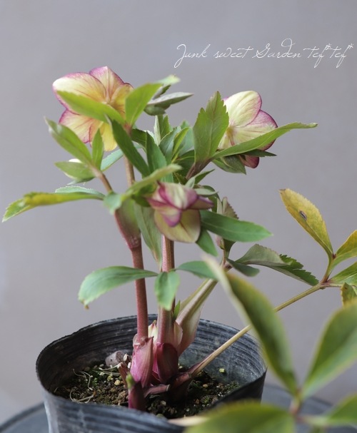 クリスマスローズ 小輪デュメ系 『ゴールドピコティ』 No.D 【大木