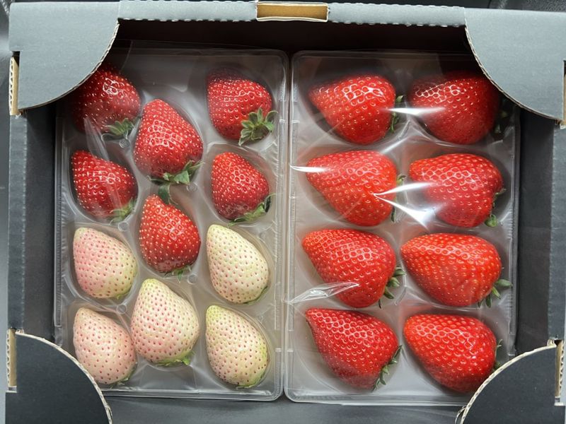 鈴木ファームのミルキーベリー デラックス（2パック入り） | とちぎの