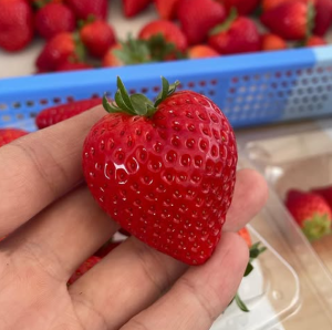 中里苺園 ギフトBOX （中）紅白 | とちぎの食から探す,いちご・いちご