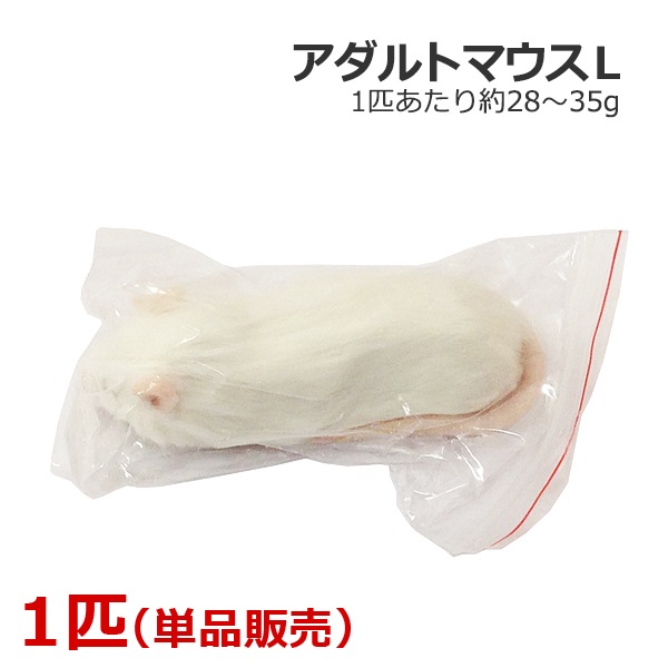 冷凍 アダルトマウス Lサイズ 1匹 | TOPCREATE