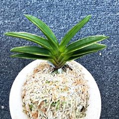 売約済 | 春蘭・富貴蘭WEB通販 三香園